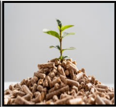 Seedlings